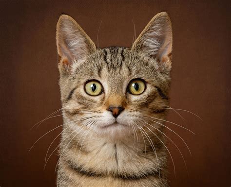 Cat portrait. It’s tempting to believe you know everything about your furry, feline friend(s). However, you’re probably wrong. From history and biological anatomy to their behavioral patterns, t... 