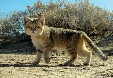 Cat predation on wildlife - Wikipedia