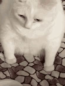 Suhbatingiz uchun mukammal Cat Meme Face Cat Meme Cat Puke animatsion GIFlar. Tenorda eng yaxshi GIFlarni toping va ulashing.. 