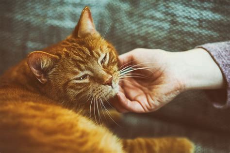 Cat purring. Things To Know About Cat purring. 