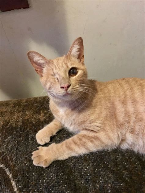 Cat rescue near me. Search for cats for adoption at shelters near Memphis, TN. Find and adopt a pet on Petfinder today. 