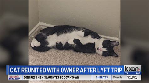 Cat reunited with owner after Lyft trip separates them