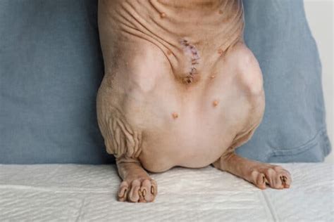 Cat seroma after surgery.  Excessive dead space between tissue layers, second...