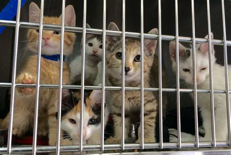 Cat shelter chicago. 26 Jul 2023 ... CACC is full of amazing dogs and cats. There is no better time to adopt! Our pets deserve safe, loving homes so let's get together to CLEAR THE ... 