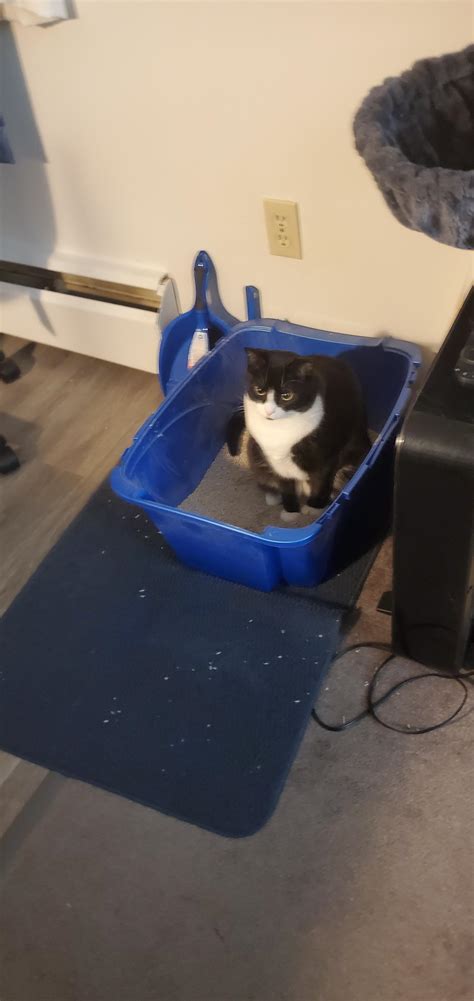 Cat sitting in litter box doing nothing. One of the most common ways that happens is when a cat's urethra (the tube that carries urine from the bladder to the litter box) gets blocked. Known in ... 