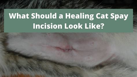 In a normal, healthy cat, properly healing, non-infected incisions typically heal within 10 – 14 days and a permanent scar forms within about 14 – 21 days. During the healing phase, it is imperative that you do not allow your cat to lick or chew at the incision. Tongues and mouths are full of bacteria and will only result in slowing healing ...