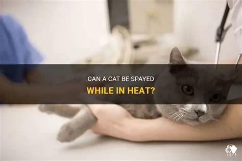 Cat spayed while in heat
