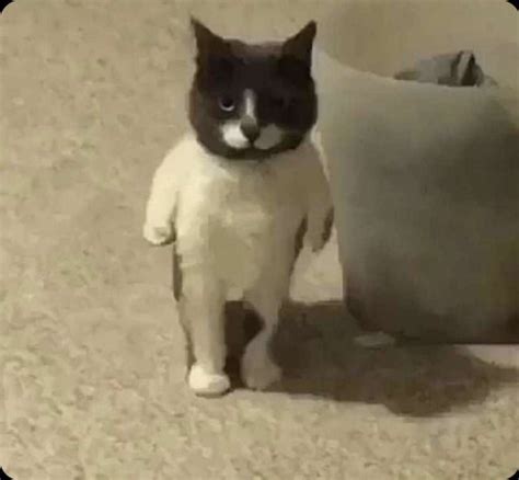Cat standing meme. Things To Know About Cat standing meme. 