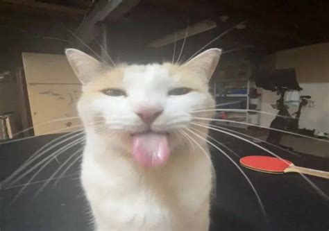 Sep 16, 2021 ... My cat sticks his tongue out when he purrs Cat In The Video : Mimi (White & Ginger Male Cat) Subscribe To Stay Updated With My Latest Videos .... Cat sticking out tongue meme
