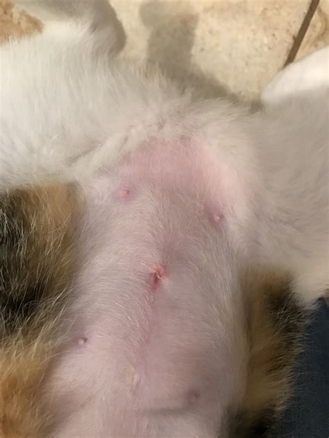 Cat stitches healing stages pictures. Healing stages and time Split-thickness skin grafts are typically adherent after 5–7 days following healing of the wound. Until this time, people will still have dressings in place. 