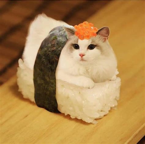 Cat sushi. HANDMADE: This cat collar comes with a cute matching onigiri bell is handmade using reinforced cotton to make it soft, light, and sturdy. SAFETY: A breakaway clip is important for your cat or kitten to have. The sushi cat collar has breakaway clips to ensure your cat’s safety. The bell can be easily removed if you prefer the collar to stand ... 