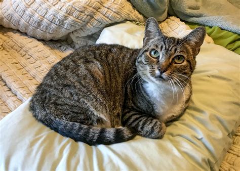 Learn everything you want to know about tabby cats, from their four standard patterns to their mixed variations and origins. Find out how tabby cats are related to other breeds and what their temperament and health are like..