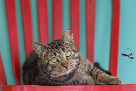 Cat Tales Rescue, Seabrook, New Hampshire. 8,913 likes · 208 talking about this · 348 were here. Cat Tales Rescue - where every cat has a story… We are here to find loving homes for cats in need, . 