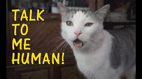 Cat talking cat talking. 1.2M Likes, 15.2K Comments. TikTok video from Purrfect Playthings (@sonyam1017): “A talking cat 😂#cutecat #funnycat #cat #fyp #funny #funnyvideos #cutecatsoftiktok #follower #foryou #followers😘thanku🙏🙏 ️ ️ ️”. original sound - Purrfect Playthings. 