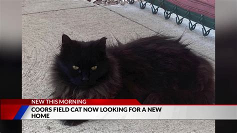 Cat that lived at Coors Field for 10 years needs a new home