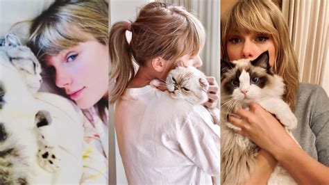 Cat that loves Taylor Swift music up for adoption