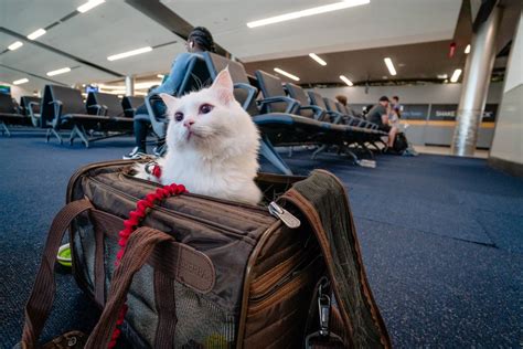 Cat travel. Dec 7, 2017 · By Kaitlyn Wells. Published December 7, 2017. After interviewing seven pet travel experts, researching 28 pet carriers, and lugging eight of them around lower Manhattan over two weeks, we think ... 