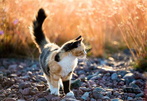 Cat walking. Things To Know About Cat walking. 