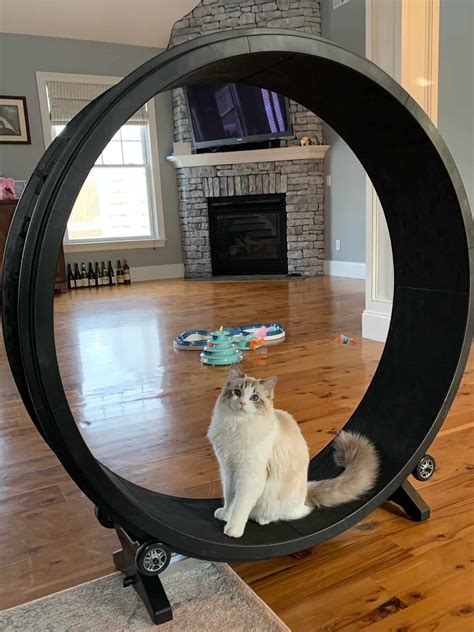 Cat wheel. Things To Know About Cat wheel. 