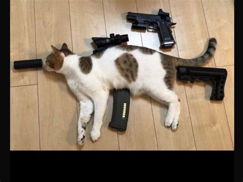 Cat with a gun. For over four decades, the American Association of Patriots have stood at the vanguard of our country's defense by helping to prepare our nation's cat owners ... 
