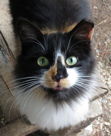 Cat with clipped ear. Feral cats who have been altered have a tipped or notched ear. This is the universal sign of a fixed feral cat. Here are a few examples of beautiful cats with tipped or notched ears. Notched ear. Picture courtesy of Fix Our Ferals. 