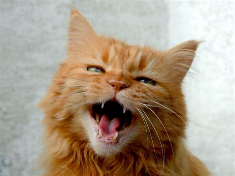  Common Cat Sounds and Their Meanings. One of the most familiar and c