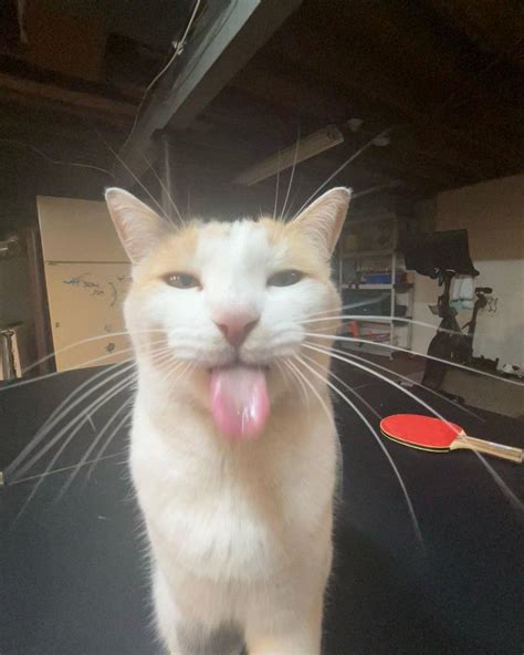 Cat with tongue out meme. Things To Know About Cat with tongue out meme. 