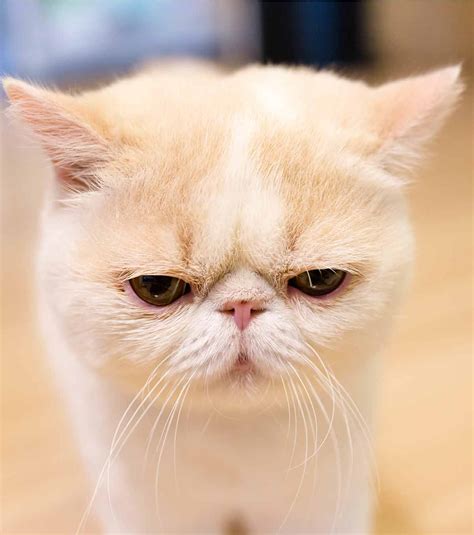 CatBreeds: Will exotic shorthair rescue Ever Die?