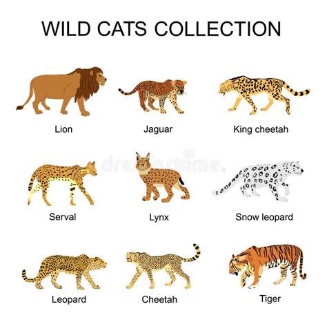 CatCollection - Lion