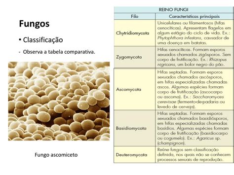 Catálogo das bacterias e dos fungos do caféeiro. - Panasonic th 42ps9uk plasma tv service manual.