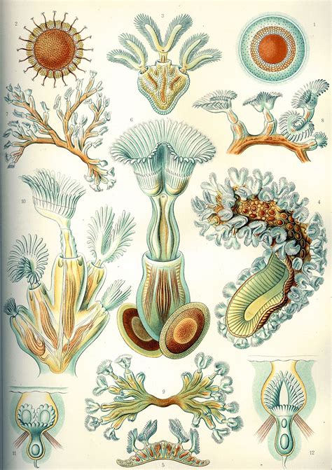 Catálogo preliminar de los bryozoa y entoprocta marinos recientes citados para la argentina. - Englische fabrikgesetzgebung in den jahren 1878-1901.
