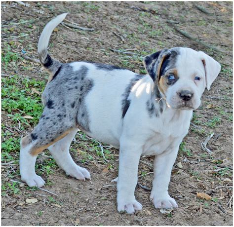 Catahoula American Bulldog Puppies For Sale