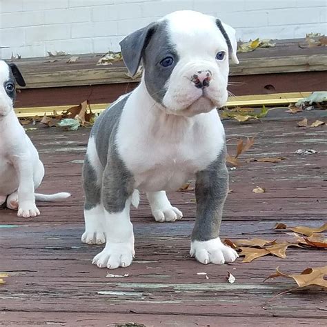 Catahoula Bulldog Puppies For Sale In Alabama