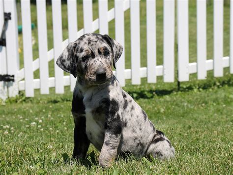 Catahoula Bulldog Puppies For Sale In Nc