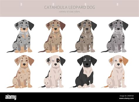 Animal Coloring Adult