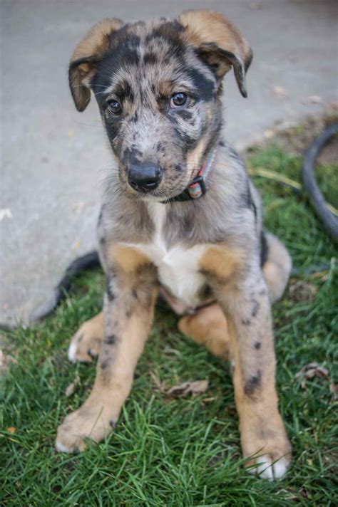 Catahoula Mix - PETSIDI