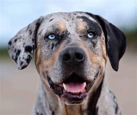 Catahoula leopard dog price. Things To Know About Catahoula leopard dog price. 