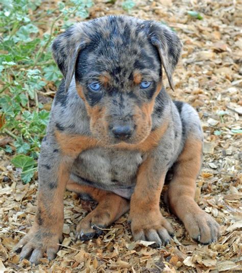 Catahoula puppies for sale near me. 11-week-old Blue leopard catahoula puppies for sale. I have two boys and two girls. They are NACL registered, up to date on all immunizations and ready to work for you. All have double-glazing eyes. Sire and Dam live on the farm and are currently herding goats as well as being surrounded by hens, ducks, geese, and turkeys. 