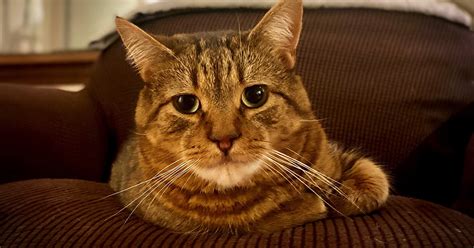 Cataleyia Leaked XxX 153 Photos