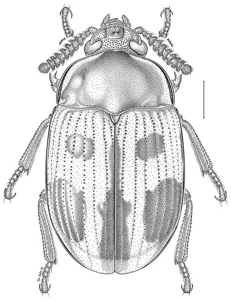 Catalogue des tenebrionidae (coleoptera) de belgique. - Study guide with student solutions manual for seager slabaugh s.