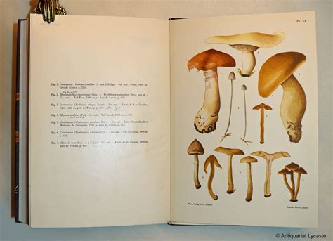 Catalogue descriptif des champignons supérieurs de la zone subalpine du parc national suisse. - Crónica del halconero de juan ii.