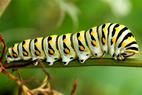Catapiller stock. Things To Know About Catapiller stock. 