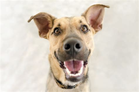 Catawba county humane society. Apr 19, 2023 · If you have any questions, call 828-464-8878. Catawba County Animal Shelter, 201 Government Services Drive in Newton, is open to the public Tuesday through Saturday from 11 a.m. to 6 p.m. Visit ... 