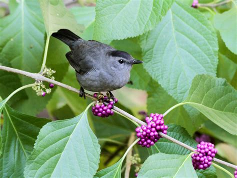 Catbirds. Catbirds separated by almost 500 km during the breeding season overlapped during the non-breeding season, suggesting weak migratory connectivity among western populations (Mantel’s correlation ... 