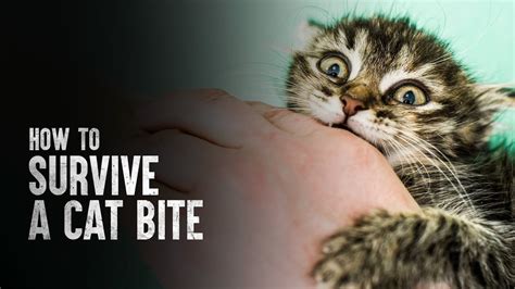 Catbite - Feb 15, 2019 · Therefore, it’s important to get an infection from a cat bite treated. The list above outlines the symptoms of an infected bite. Briefly, infected bites will often appear red and swollen. It may be painful or tender when touched or pressed. A more serious infection may lead to pus or what looks like red streaks down your skin and may cause fever. 