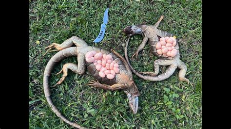 Catch and Cook Curry Iguana Eggs! Hunting Iguanas in Florida! YouTube
