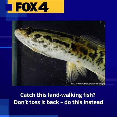 Catch this land-walking fish in Illinois? Don't toss it back - do this instead