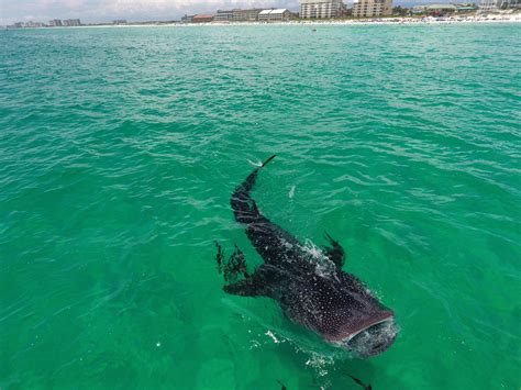 Catching Sharks in Destin, Florida