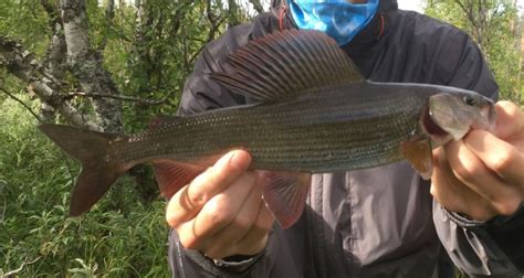 Catching grayling in Lapland - Out in the Nature