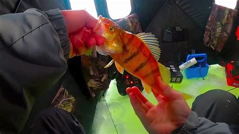 Catching perch with pin head shiners. - Walleye.com